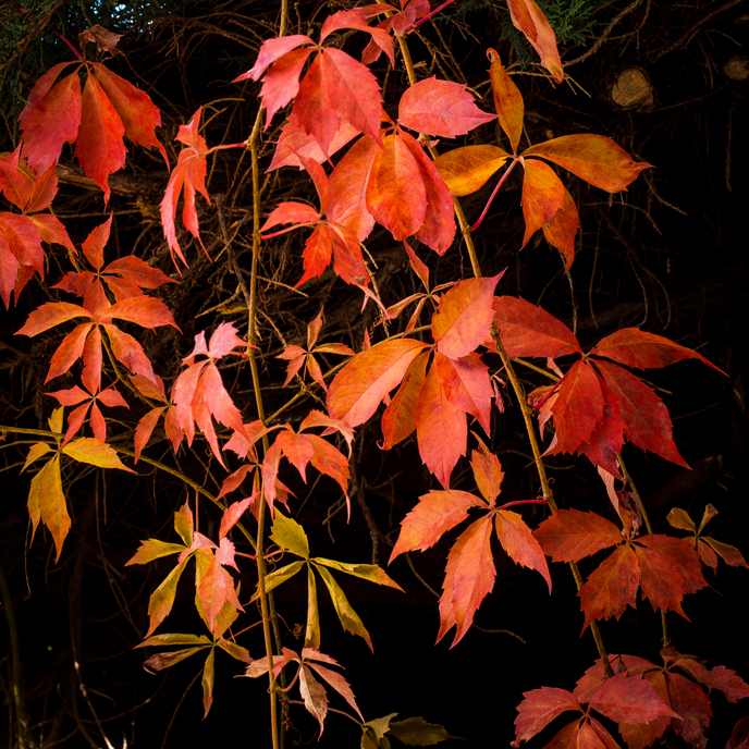 Photograph of Virginia Creeper leaves that are red and orange.