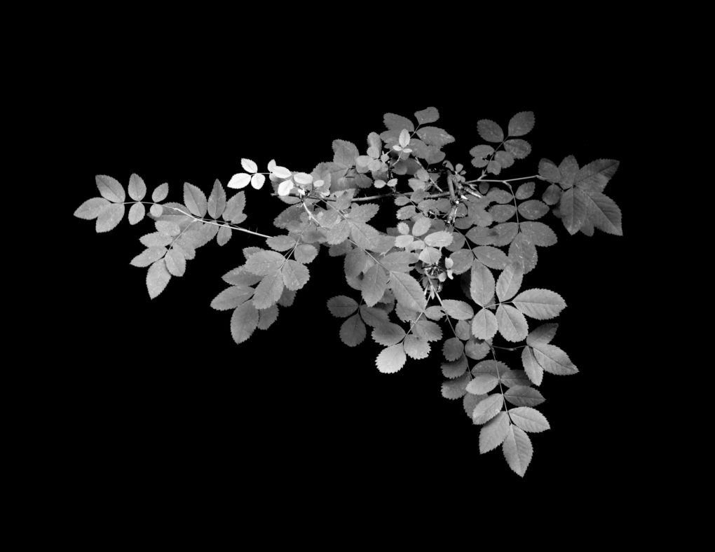 Image of a triangular leafy bush with a totally black background.