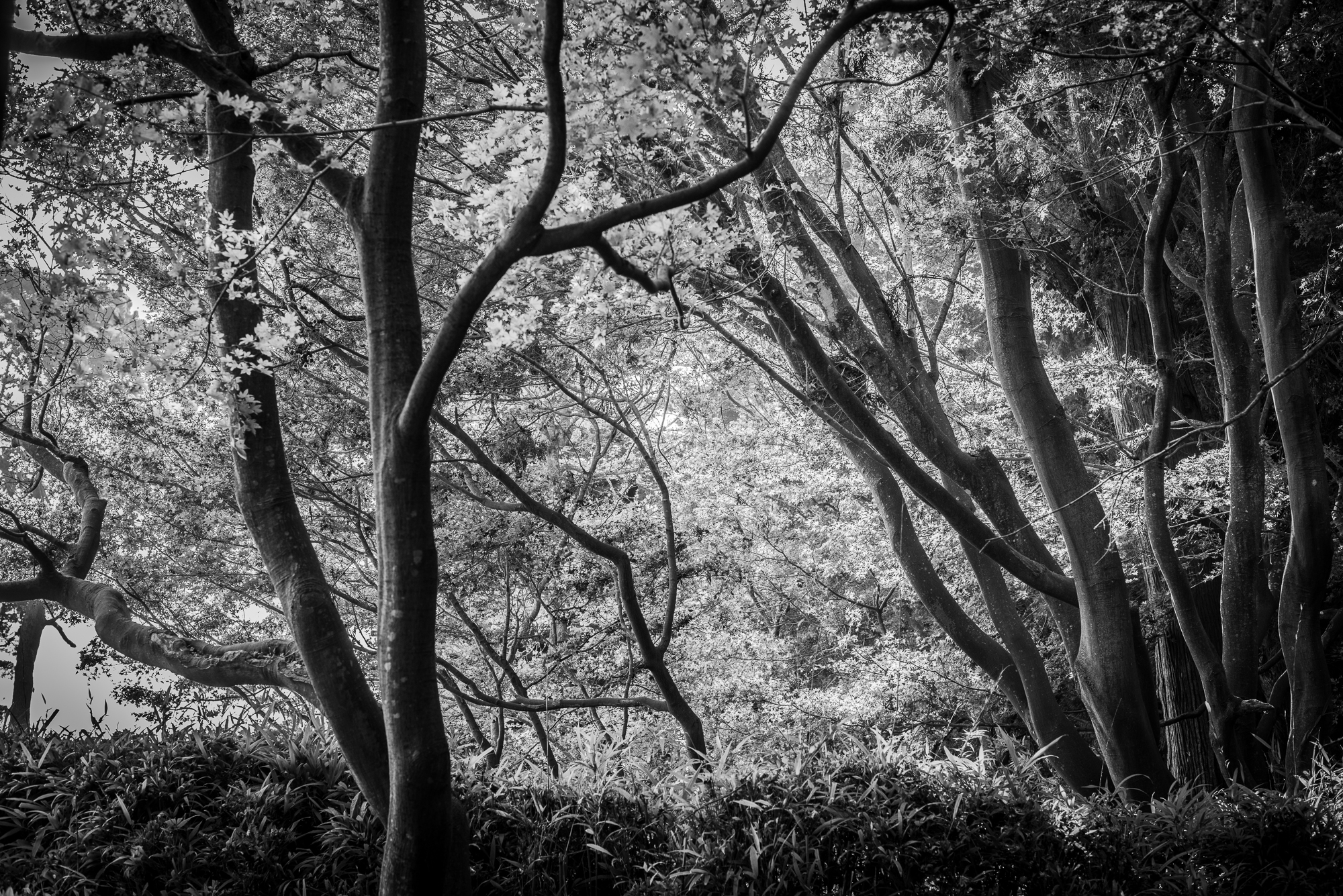 Photograph of trees and edges in the Japanese Garden in Golden Gate Park located in San Francisco.