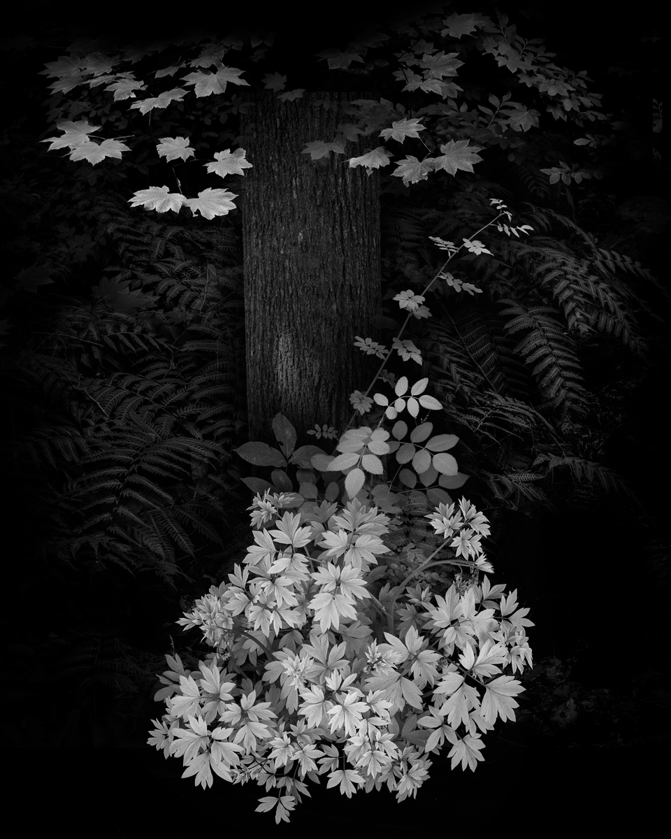 Black and white photograph with a bleeding heart plant in the foreground in front of a maple tree that is against a black background.