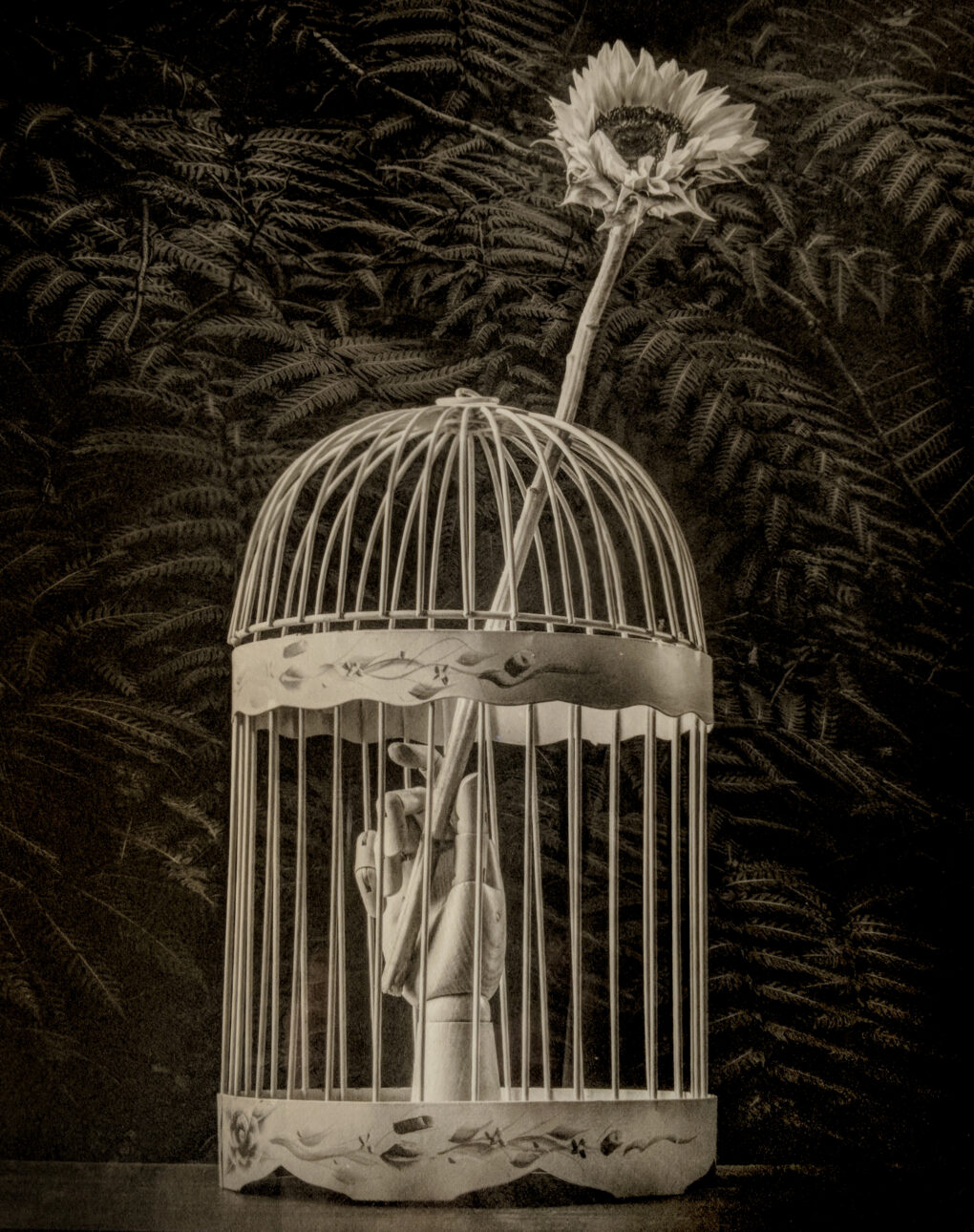 Platinum photograph of a hand in a wire bird cage holding a sunflower that extends out the top of the bird cage with a dense green hedge in the background.