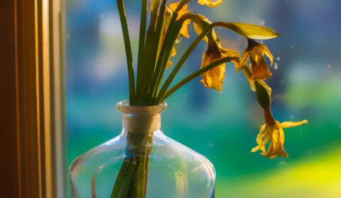 Photograph of a vase full of dying daffodils.