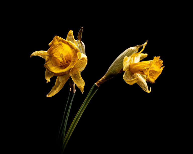 Botanical Study Photography by Ira Gardner