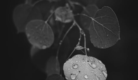 Closeup black and white photograph of aspen leaves with water drops.
