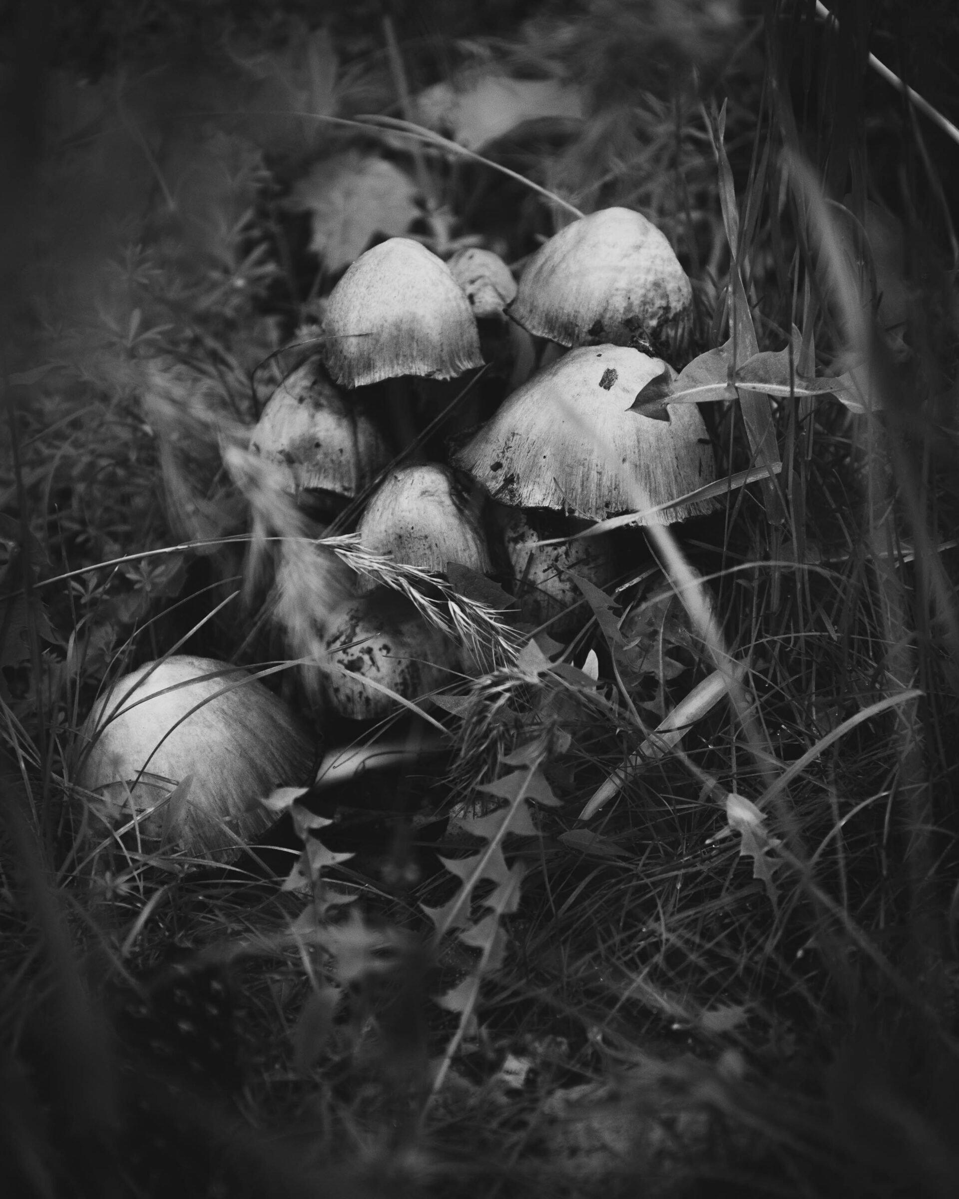 Death Cap Mushrooms growing beside a tree stump emerge after a heavy rain.