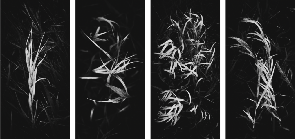Image of 4 four by eight panels featuring abstract photographic studies of grass.