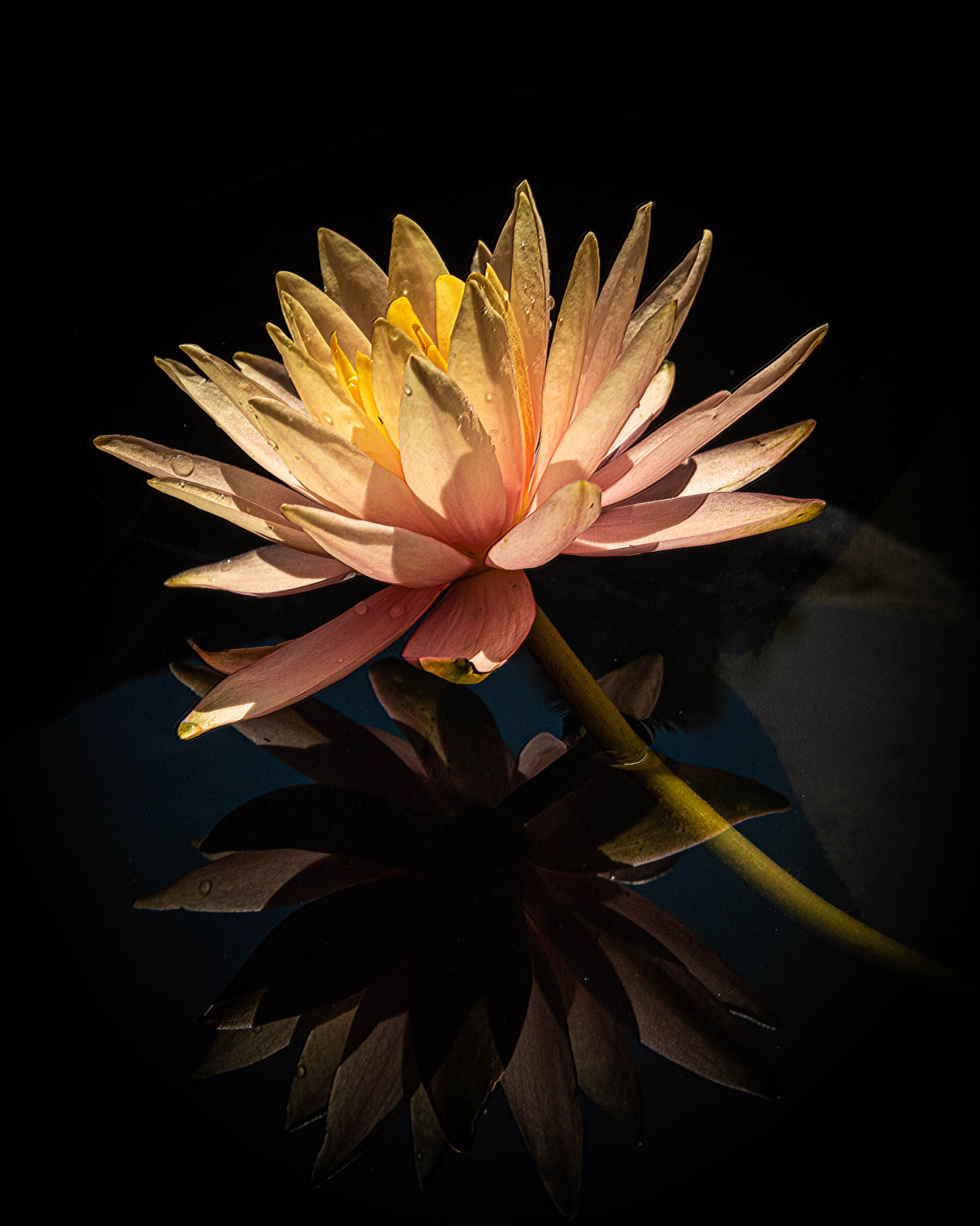 A side view photograph of a water lily with it's reflection.