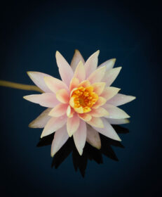 Photograph of a single peach colored water lilly