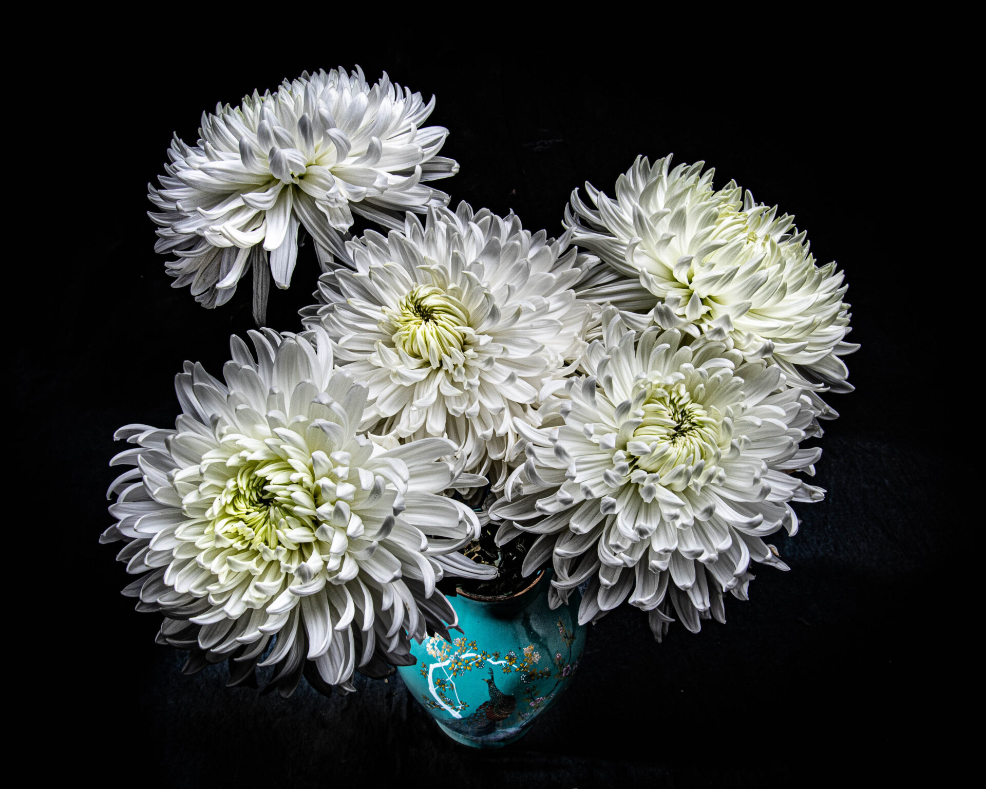 Photograph of a group of white chrysantemums in a teal blue vase decorated with a peacock.