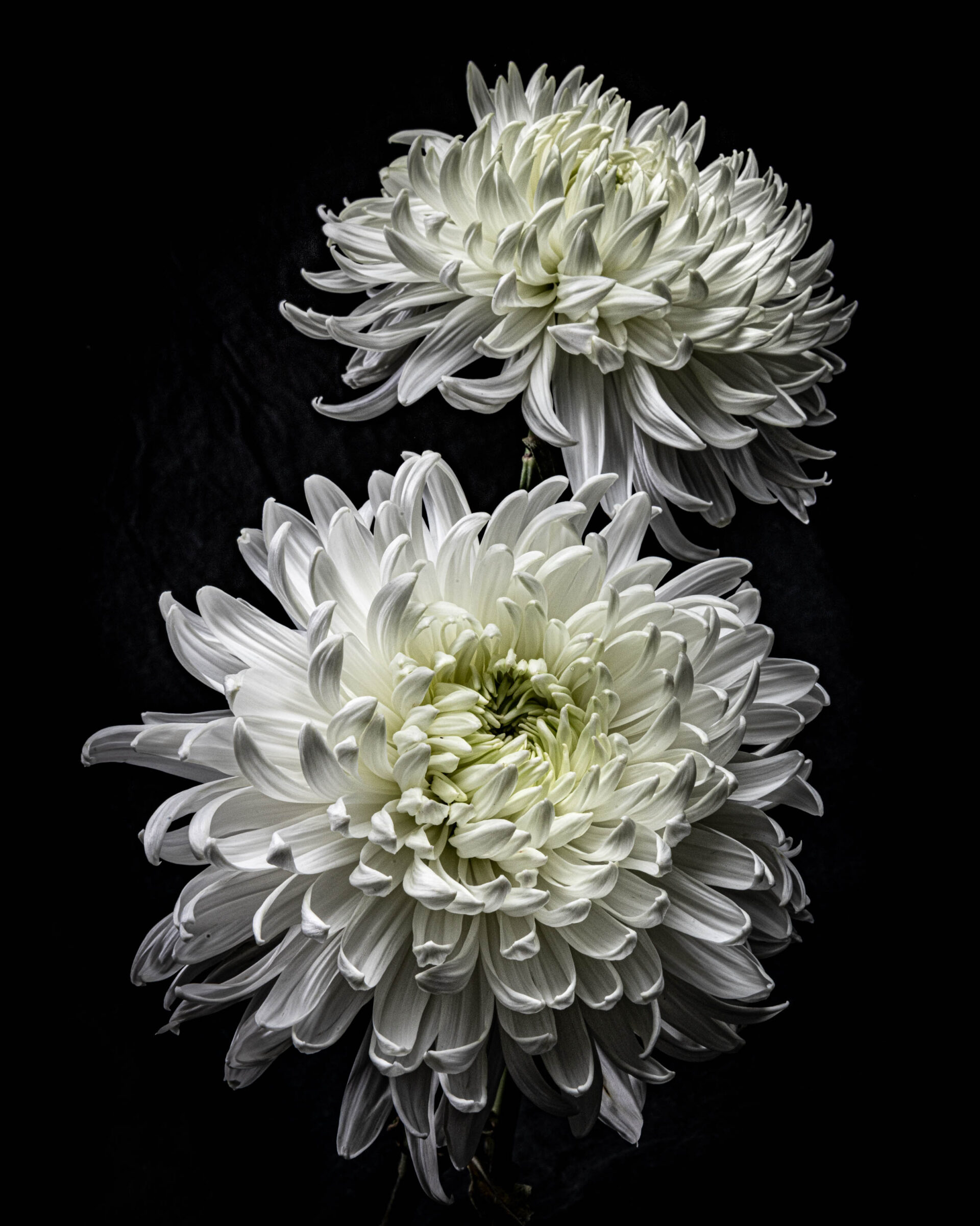 Photograph of two white Chrysanthemums